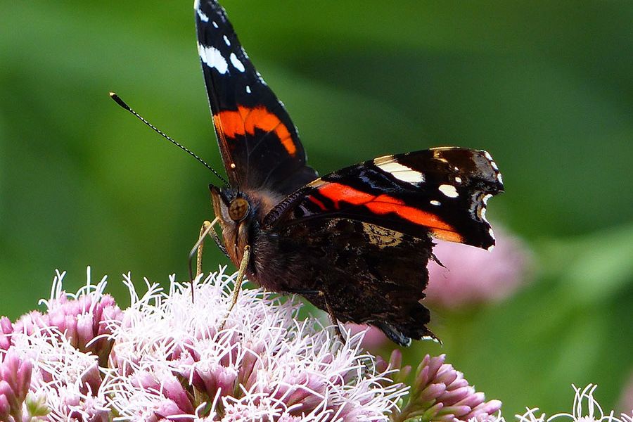 Schmetterling